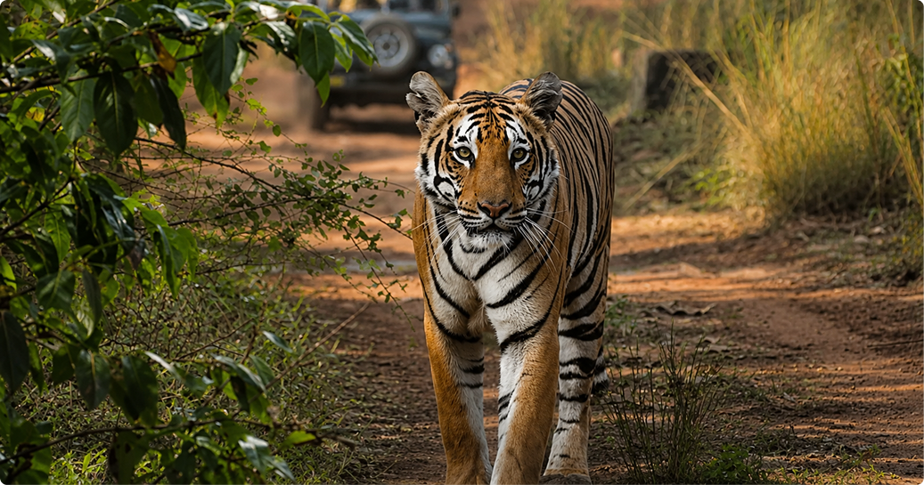 Tadoba National Park Safari Experience